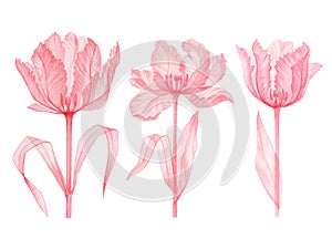 Set Tulip pink transparent flower