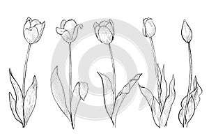 Set of tulips drawing line art, vector illustration