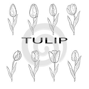 Set of tulips hand drawn outline.Black and white image.Coloring.Spring flowers.Isolated on a white background.Bouquet for the