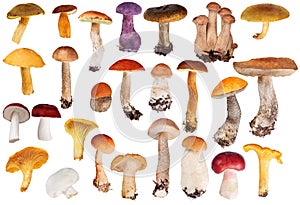Set of twenty six edible mushrooms isolated on white