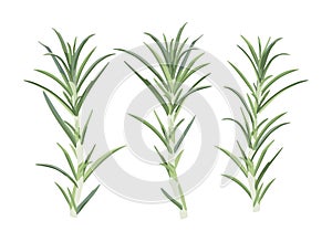 Set twigs, leafs. Designer design elements. Vector illustration isolated on white background.