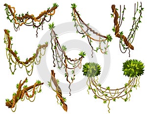 Set of twisted wild lianas branches. Jungle vine plants. Woody natural tropical rainforest