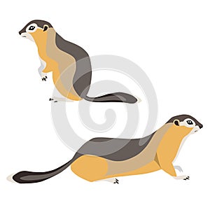 Set of two arctic ground squirrel