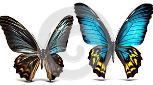 Set two beautiful blue tropical butterflies with wing, animals, insects