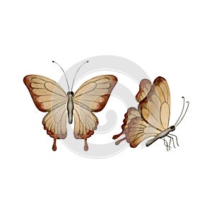 Set of two brown butterfly. Watercolor illustration hand painted isolated on white background