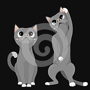 Set of two cute cats isolated on dark background. One kitten sitting and looking up, another one standing on hind legs