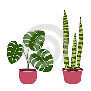 Set of two hand-drawn house plants in the pots. Monstera and sanseveria isolated on white. Big beautiful green leaves