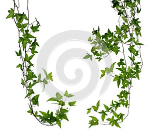 Set of two Ivy stems isolated over white.