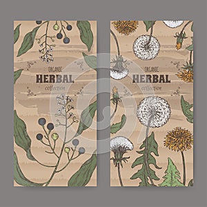 Set of two labels with camphorwood or camphor laurel and Dandelion color sketch. Green apothecary series.