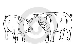 Set of two pigs standing in black isolated on white background. Hand drawn vector sketch doodle illustration in engraved