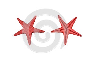 Set of two red starfishes isolated on white background. Macro photo of red starfish sea star