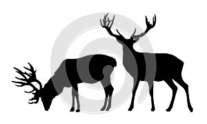 Set of two standing deer vector black silhouettes isolated on white background