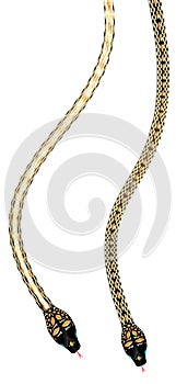 Set of two vector paradise tree snake chrysopelea paradise on white background