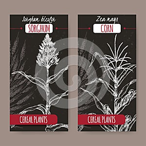 Set of two vintage labels with Sorghum bicolor and Corn aka Maize or Zea mays sketch on black. Cereal plants collection.