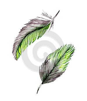 Set of two watercolor feathers