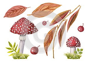 Set of Two watercolor redcap fly agarics on green grass and autumn leaves and berries. Collection of Hand-drawn