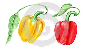 Set of two yellow and red paprikas bell peppers with green leaves