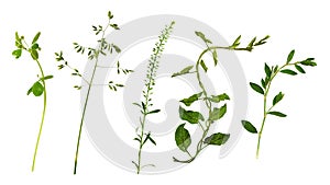 Set of uncultivated meadow plants isolated on white