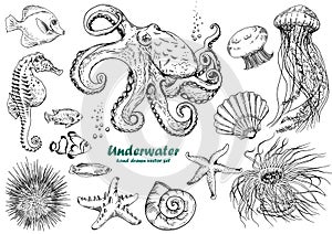 Set of underwater creatures