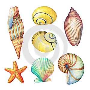 Set of underwater life objects - illustrations of various tropical seashells and starfish.