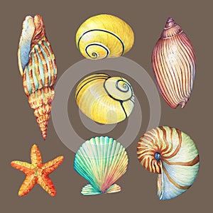 Set of underwater life objects - illustrations of various tropical seashells and starfish.