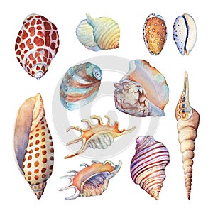 Set of underwater life objects - illustrations of various tropical seashells and starfish. photo