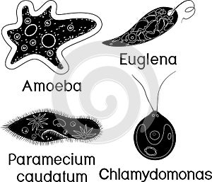 Set of unicellular organisms protozoa: Paramecium caudatum, Amoeba proteus, Chlamydomonas and Euglena viridis