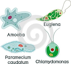 Set of unicellular organisms protozoa: Paramecium caudatum, Amoeba proteus, Chlamydomonas and Euglena viridis photo