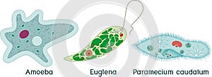 Set of unicellular organisms protozoa: Paramecium caudatum, Amoeba proteus and Euglena viridis