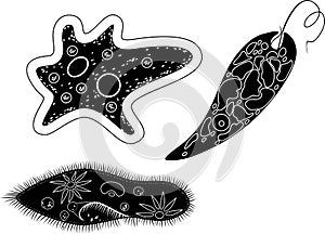 Set of unicellular organisms protozoa: Paramecium caudatum, Amoeba proteus and Euglena viridis photo