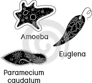 Set of unicellular organisms protozoa: Paramecium caudatum, Amoeba proteus and Euglena viridis photo