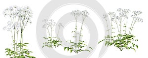 Set of valerian - valeriana officinalis plant isolated on white background with selective focus close-up. 3D render. photo