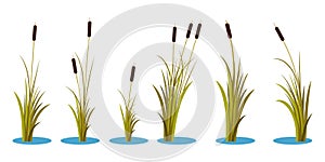 Set of variety autumn reeds with leaves on stem. Reed plant. Flat vector illustration isolated on white background. Clip art for