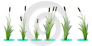 Set of variety reeds with leaves on stem. Reed plant. Flat vector illustration isolated on white background. Clip art for decorate