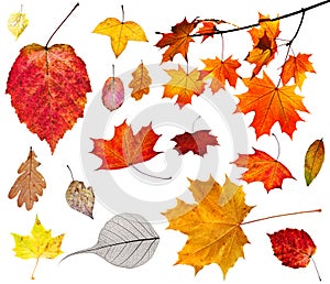 Set of various autumn leaves isolated on white