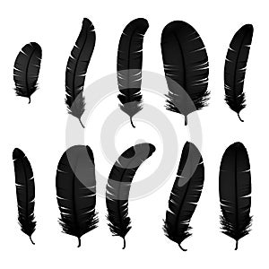 Set of various black bird feathers on a transparent background. Collection 3d realistic style soft fluffy macro swan