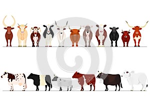 Set of various breeds cow border photo