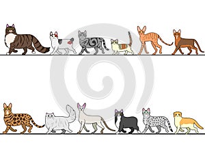 Set of various cats walking in line