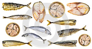 Set of various cooked and raw mackerel fishes