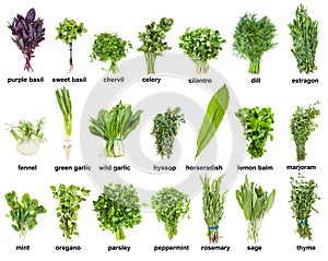 Set of various culinary herbs with names isolated photo