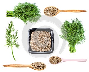 Set of various dill herbs and seeds isolated