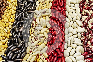 Set of various dry legumes scattered in stripes as indispensable protein for a healthy life