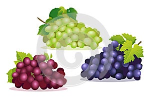 Set of various fresh red, purple and green grapes