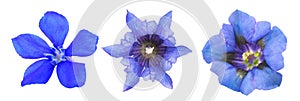 Set of various gentians