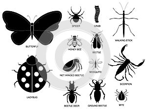 Set of various insect in silhouette, with insect name.