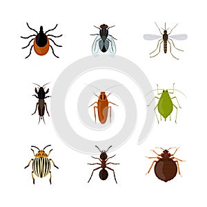 Set of various insects isolated on white background