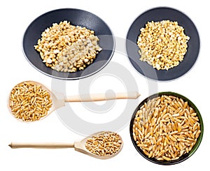 Set of various kamut khorasan wheat grains