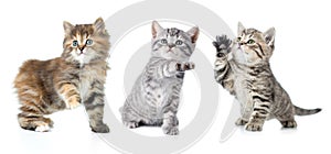 Set of various kittens with paw up isolated