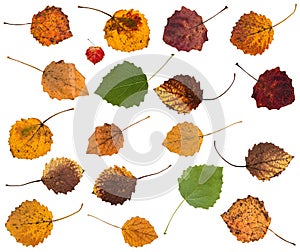 set of various leaves of aspen trees isolated