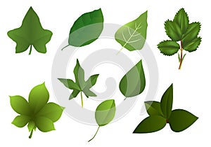 Set of various leaves, cdr vector